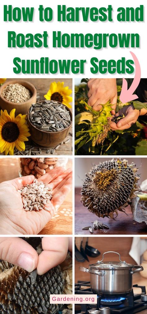 Harvesting Sunflower Seeds To Eat, How To Process Sunflower Seeds, How To Cook Sunflower Seeds, Roasting Sunflower Seeds In Shell, How To Roast Sunflower Seeds, How To Harvest Sunflower Seeds, Roasted Sunflower Seed Recipes, Sunflower Seed Recipes Snacks, Sunflower Seeds Recipes