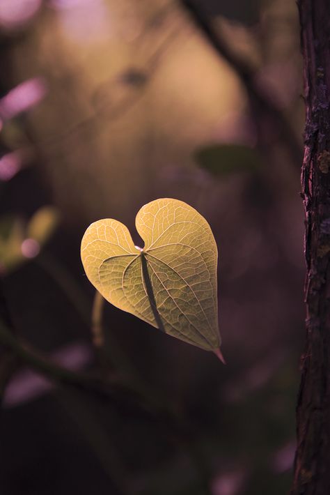 Heart In Nature, I Love Heart, Beating Heart, With All My Heart, Heart Art, Flower Field, Nature Beauty, Love Is All, Beautiful World