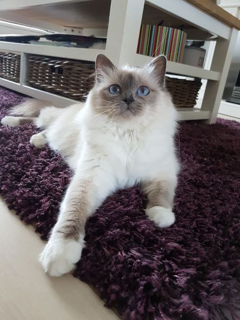 Cat Birman Kitten, Blue Ragdoll Cat, Birman Kittens For Sale, Blue Point Ragdoll, Himalayan Persian Cats, Birman Kittens, Himalayan Cats, Food Cat, Birman Cat