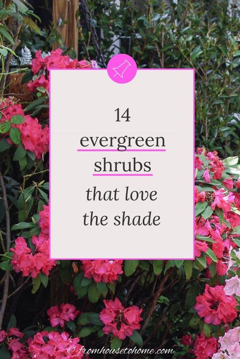 If you’re wondering what evergreen shrubs for shade to plant in your garden, then read this! They’re helpful ideas for colorful evergreen bushes for shade. I am so saving this list of evergreens to grow myself soon!! | Gardening | The Best Of From House To Home Shade Evergreens, Evergreen Shrubs For Shade, Shade Evergreen, Evergreen Bushes, Shrubs For Shade, Foundation Plants, Evergreens For Shade, Kalmia Latifolia, Winter Shrubs