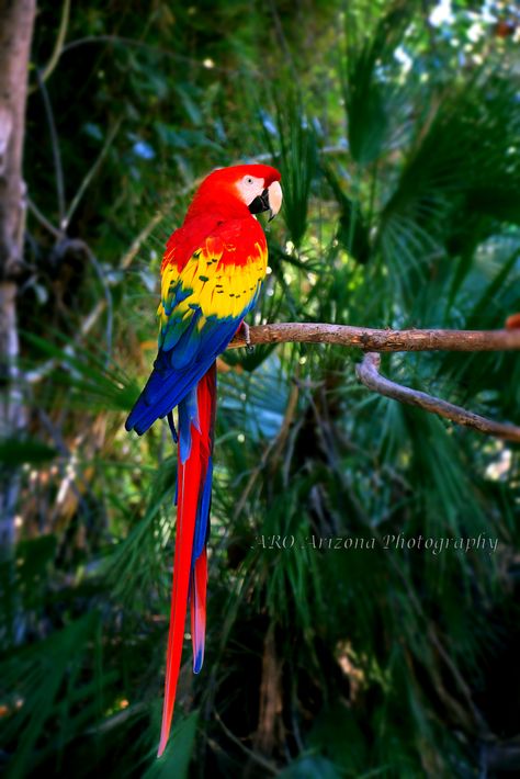 Scarlett Macaw, Bird, Color, Animal, photography, parrot Scarlett Macaw, Macaw Bird, 3d Street Art, Parrot Bird, Future Life, Animal Photography, Parrot, Street Art, Arizona