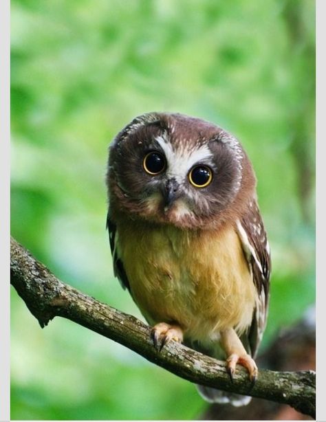 CUTE but did not see it in real life Elf Owl, Saw Whet Owl, Awesome Owls, Owl Photos, Owl Pictures, Beautiful Owl, Owl Bird, Baby Owls, Owl Art