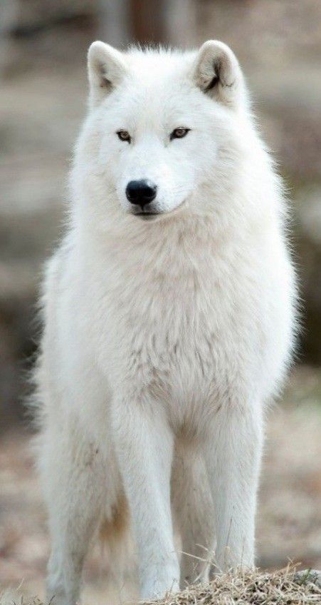 Albino Wolf, White Wolves, White Animals, Wolf Painting, Arctic Wolf, Dog Jokes, Really Cute Puppies, Wild Animals Pictures, Wolf Photos