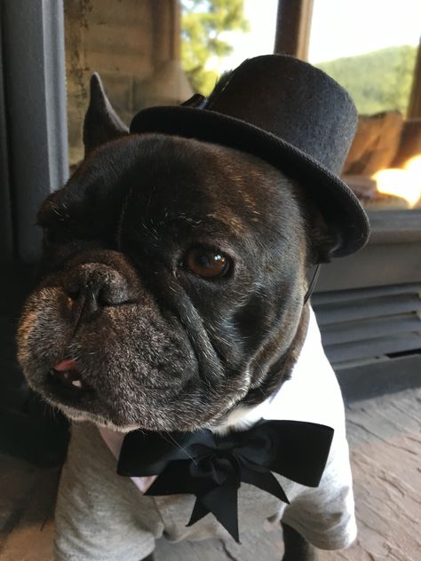 Chewy the ring bearer. Ring Bearers, Bull Dogs, French Bull, Dog Boarding, French Bulldogs, Rings For Girls, Ring Bearer, Flower Girls, The Ring