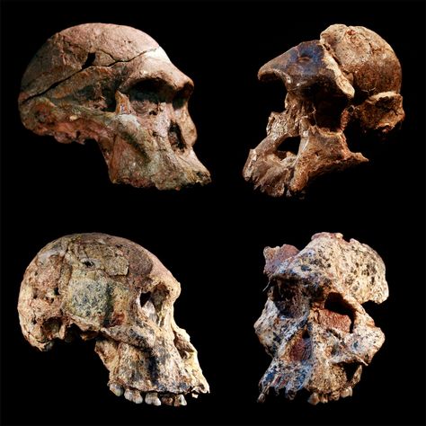 The earth doesn't give up its secrets easily—not even in the "Cradle of Humankind" in South Africa, where a wealth of fossils relating to human evolution have been found. Cradle Of Humankind, Homo Habilis, Rift Valley, Human Evolution, Early Humans, Great Ape, Africa Do Sul, Human History, Southern Africa