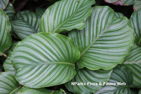 Calathea Orbifolia, Plant List, Plant Growth, Medicinal Plants, Plant Care, Indoor Plants, Plant Leaves, Plants