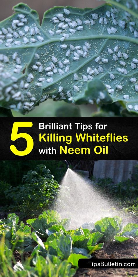 Diy Neem Oil Spray For Plants, Insecticides And Pesticides, Neem Oil For Plants Pest Control, Essential Oil Garden Spray Pest Control, Essential Oil Pest Control, Garden Planing, Get Rid Of Aphids, Diy Bug Spray, Foliar Spray