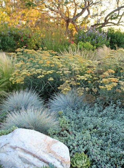 Taman Air, Garden Goals, Low Water Gardening, Drought Resistant Plants, Drought Tolerant Garden, Drought Tolerant Landscape, Dry Garden, Grasses Garden, Have Inspiration