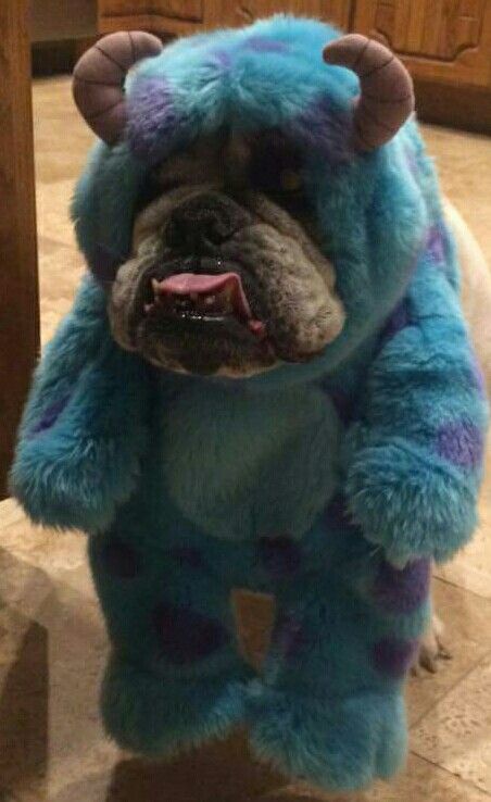 Costume Ideas For Dogs, Bulldog Halloween Costumes, Sully Costume, Cute Bulldog Puppies, Cute Dogs Images, Very Cute Puppies, Bulldog Funny, Cute Bulldogs, Cute Dog Photos