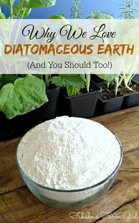 Diatomaceous Earth Benefits, Diatomaceous Earth Food Grade, Natural Healing Remedies, Diatomaceous Earth, Cold Home Remedies, Natural Health Remedies, Natural Home Remedies, Diy Natural Products, Natural Medicine