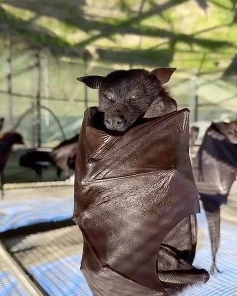 Animals Lovers on Instagram: "Compilation of 4 bats video Pick your favorite between 1-4! 🦇🖤 - Video 1-4- @lubeebatconservancy Video 2 @kopicash.official" Pet Bat, Bat Animal, Flying Fox, Pet Paradise, Fruit Bat, Reptiles And Amphibians, Happy Animals, Wet N Wild, Amphibians