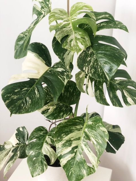 Monstera deliciosa albo variegata Variegated Money Tree, Houseplant Aesthetic, Monstera Albo Variegata, Statement Plants, Plants Monstera, Wishlist Plants, Special Plants, Monstera Obliqua, Thai Constellation