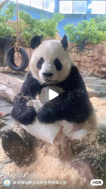 Panda Bears, Baby Panda Pictures, Panda Hanging From Tree, Panda Gif, Cool Panda, Panda On Bamboo, Baby Panda Bears, Panda Eating Bamboo, Cat Grass