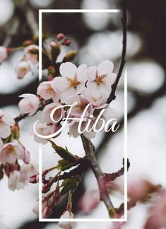 this is my name Hiba Name, Brother Sister Quotes Funny, Prince Girl, Red Bull Drinks, Sister Quotes Funny, Blossom Garden, Logo Design Video, Stylish Letters, Name Wallpaper