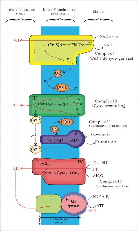 NCERT Section Electron Transport System, Respiration In Plants, Ncert Biology, Anaerobic Respiration, Oxidative Phosphorylation, Citric Acid Cycle, Acetyl Coa, Electron Transport Chain, Krebs Cycle