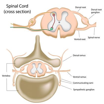 Peripheral Nervous System 3773 Dorsal Root Ganglion, Andreas Vesalius, Spinal Cord Stimulator, مشروعات العلوم, Peripheral Nervous System, Spinal Nerve, Medical Coding, Leg Pain, Chiropractic Care