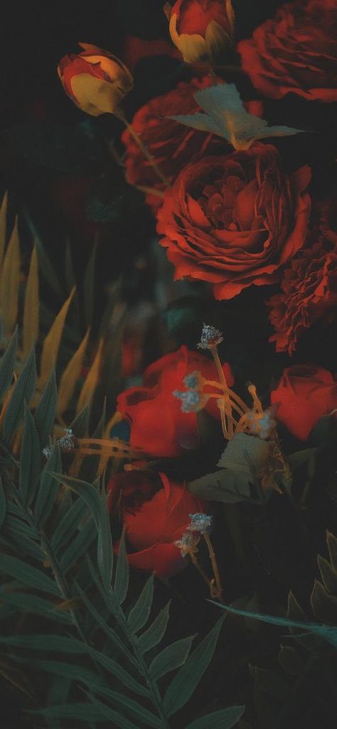 Flower Jisoo, Wallpaper Edge, Jisoo Flower, Red And Black Wallpaper, Goth Garden, Photo Elements, Leopard Art, Portrait Background, Iphone Wallpaper Hd Nature