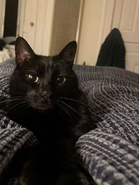 Black Cat Hazel Eyes, Steph Gingrich, Black Cat Yellow Eyes, Black Cat With Yellow Eyes, Black Cat Portrait, Yellow Green Eyes, Cat Cold, Brown Eyes Black Hair, Cat Language