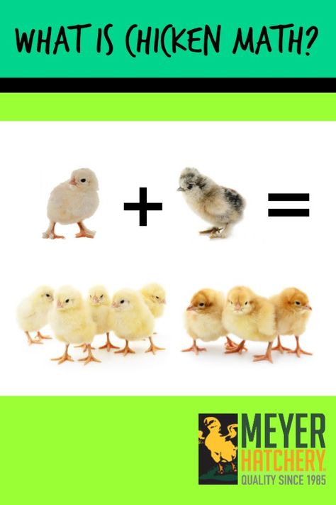 What is Chicken Math? Chicken Math, Chicken Keeping, Crazy Chicken, Backyard Flocks, Farm Fresh Eggs, Chicken Farm, Backyard Chickens, Raising Chickens, Fresh Eggs