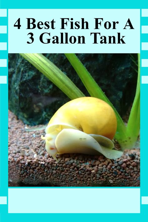 Are you considering setting up an aquarium with a 3 gallon tank? Whether you're a novice fish-keeper or you're looking to add to your collection of fish, you want to make sure that you pick the right species for your tank's size. Here we discuss four of the best fish for a 3-gallon tank and how to make sure they stay happy and healthy in their home. 3 Gallon Planted Aquarium, 3 Gallon Tank Ideas, 6 Gallon Fish Tank, 3 Gallon Betta Tank, 5 Gallon Aquarium Ideas, Fresh Water Aquarium Set Up, 2.5 Gallon Tank Ideas, 3 Gallon Fish Tank Ideas, 5 Gallon Fish Tank Ideas