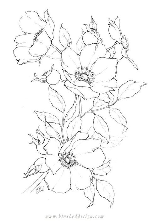 Wild Roses Drawing, Wild Flowers Embroidery Pattern, Patterns And Designs, Blooming Flowers Drawing, Flower Drawing Design Pattern, Drawing Flowers Ideas, Flower Drawing Reference, Spring Flower Drawing, Flower Drawing Pattern