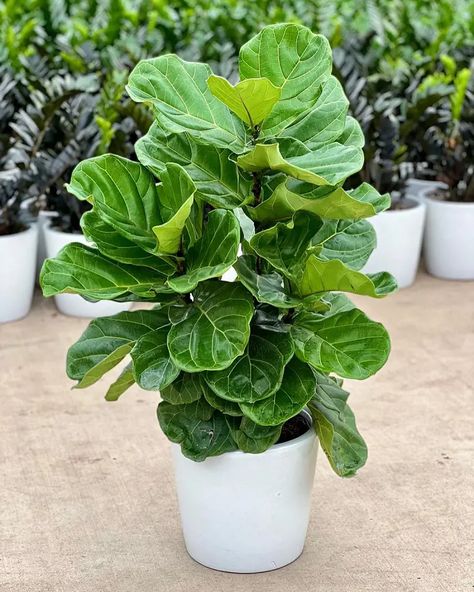 Fiddle Leaf Fig Tree Care Tips For Beginners How To Prune Fiddle Leaf Fig Tree, Fiddle Leaf Fig Tree Care, Fiddle Leaf Tree Care, Fig Tree Care, Indoor Fig Trees, Fiddle Leaf Plant, Fig Leaf Tree, Office Tree, Fiddle Fig Tree