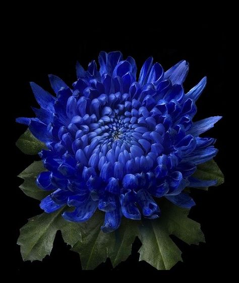 Blue Chrysanthemum Flower, Blue Dahlia Flower, Pfp Trio, Floral Reference, Blue Chrysanthemum, Easy Perennials, Grow From Seed, Indoor Flowering Plants, Blue Dahlia