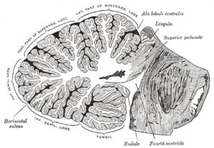 Arbor Vitae, Tms Therapy, Spinal Fluid, White Matter, Brain Anatomy, Magnetic Resonance, Social Behavior, American Universities, Brain Damage