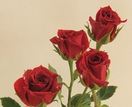 Bought a Red Mikado hybrid tea rose for our garden. It should attract insects for the garden. Red Spray Rose, Fall Wedding Flowers, Hybrid Tea Roses, Rose Bud, Fresh Cut Flowers, Spray Roses, Different Plants, Autumn Wedding, Unique Flowers