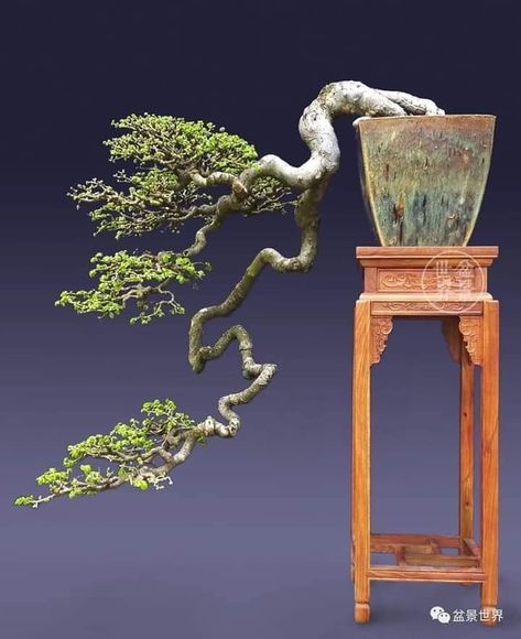 Cascading Bonsai, Wood Sculpture Art, Bonsai Tree Types, Mame Bonsai, Bonsai Styles, Japanese Bonsai, Plant Fungus, Bonsai Art, Wood Carving Patterns