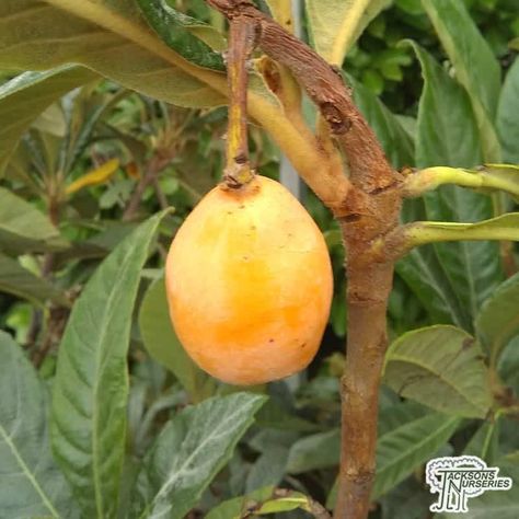 Buy Loquat Eriobotrya Japonica in the UK Trees For Small Gardens, Magnolia Stellata, Honey Locust, Crabapple Tree, Mountain Ash, Specimen Trees, Acer Palmatum, Spring Flowering Bulbs, Soil Ph