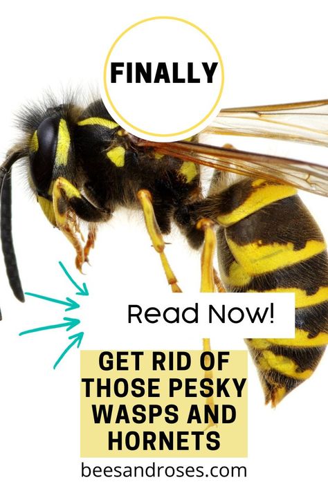 Wasp Sting Remedy, Wood Wasp, Wasps And Hornets, Wasp Catcher, Bee Repellent, Getting Rid Of Bees, Wasp Killer, Wasp Spray, Wasp Repellent