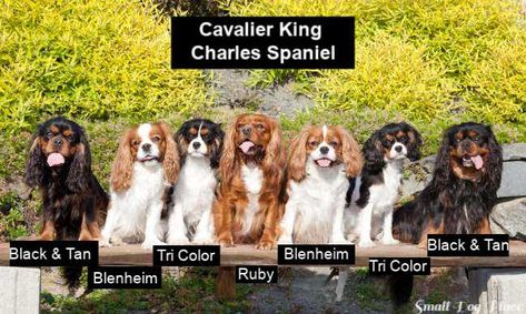 Cavalier King Charles Spaniel:  All the Colors of this beautiful breed Tramp Dog, Cavalier King Charles Spaniel Puppy, Charles Spaniel Puppy, King Charles Spaniel Puppy, Dogs Hugging, King Charles Cavalier Spaniel Puppy, English Toy Spaniel, Puppy Cute, Dream Dog