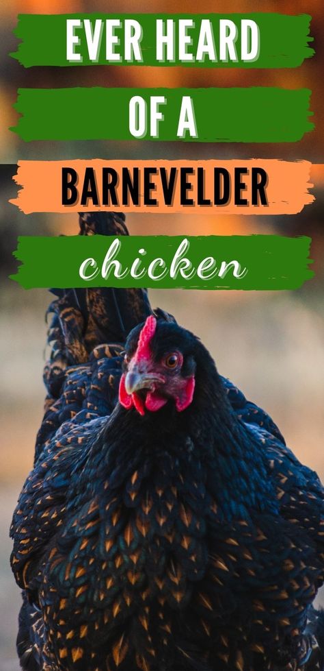 Barnevelder Chicken, Chicken Feeder Diy, Chicken Raising, Chicken Flock, Meat Birds, Chicken Farming, Homestead Ideas, Backyard Chicken Farming, Chicken Ideas