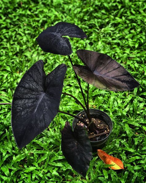 A1 on Instagram: “Gotta love the satin finish. #thetaroclub #darkplantmatter  . Plant ID: Colocasia esculenta 'Black Coral' #colocasiaesculenta…” Colocasia Black Coral, Colocasia Esculenta, Black Plants, 2024 Moodboard, Dream Plants, Plant Wishlist, Black Coral, Green Room, Elephant Ears