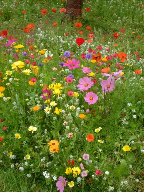 English garden English Summer Flowers, English Wild Flowers, English Summer Aesthetic, English Garden Aesthetic, Cottage Core Flowers, Backyard Aesthetic, Wallpaper Plant, Witchy Garden, English Flowers