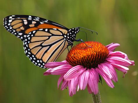 Echinacea (purple cone flower) - Gorgeous and hardy. Medicinal properties are too numerous to mention. A must have in any perennial garden. One of many types of "cone" flowers, also related to the Rudbeckia (black-eyed susan) which is also a perennial garden staple because of its drought tolerance and prolific blooms. Monarch Butterfly On Flower, Butterfly On A Flower, Pollinator Garden Design, Butterfly On Flower, Butterfly Images, Pollinator Garden, T Art, Butterfly Garden, Monarch Butterfly