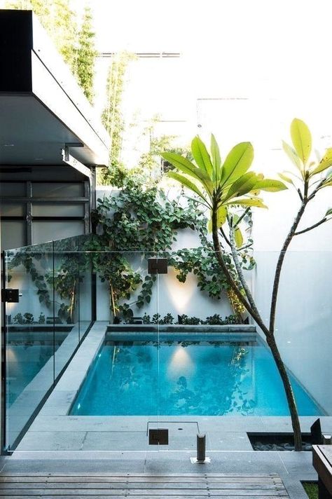 a mini backyard with only a plunge pool enclosed in glass, with some greenery climbing up the wall Small Pools Backyard, Garden Pool Design, Piscina Rectangular, Small Inground Pool, Moderne Pools, Building A Swimming Pool, Piscina Interior, Rayong, Indoor Swimming Pool