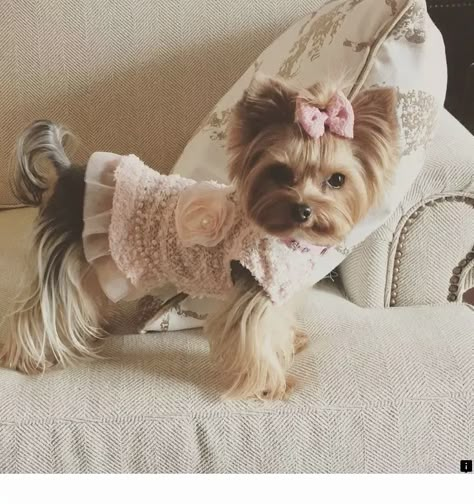 14 Fascinating Costumes For Your Yorkshire Terriers - PetPress Yorkie With Bow, Yorkie Dressed Up, Yorkie In Clothes, Yorkie Face Haircut, Yorkie Outfits, Dogs With Bows, Cute Dog Outfits, Yorkie Haircut, Puppy Outfits