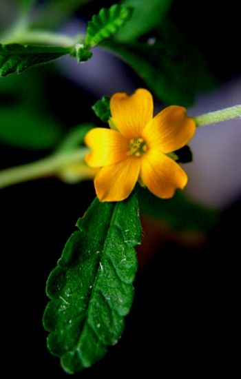 Damiana Herb Benefits, Damiana Benefits For Women, Damiana Leaf Benefits, Damiana Magical Properties, Damiana Plant, Damiana Flower, Damiana Benefits, Damiana Herb, Herb Identification