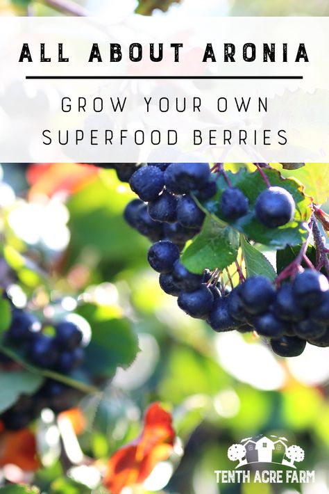 Berry Benefits, Aronia Melanocarpa, Aronia Berry, How To Grow Watermelon, Aronia Berries, Edible Landscape, Fruit Bushes, Growing Fruit Trees, Berry Bushes