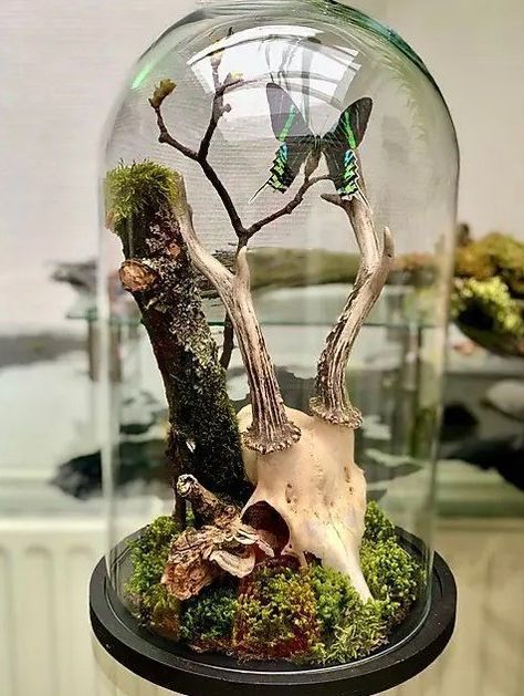 a beautiful Halloween cloche scene with greenery, a branch, a skull and abutterfly is amazing, it looks very refined Cloche Decor Ideas, Green Row, Oddities Art, Halloween Terrarium, Halloween Cloche, Victorian Tattoo, Oddities Decor, Cloche Decor, Taxidermy Decor