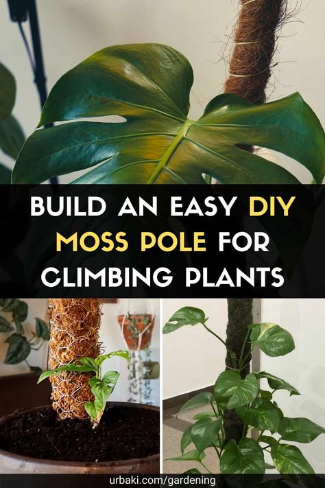 Miss Pole Plants, Climbing Plant Support Ideas, Moss Poles For Plants, Homemade Moss Pole, Diy Moss Pole, Plants With Moss Pole, Self Watering Moss Pole, Moss Pole Monstera, Moss Pole For Monstera