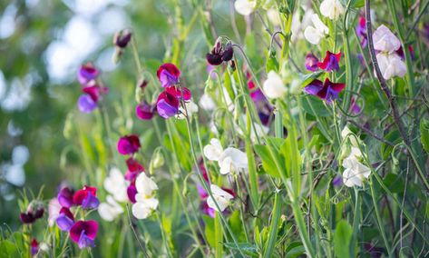 Growing Sweet Peas, Sweet Pea Flowers, Weather Activities, Pea Flower, Bonfire Night, Spring Equinox, Cold Frame, Sweet Peas, Early Autumn