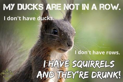 #squirrels Squirrels not ducks Funny Squirrel Quotes, Squirrel Nuts Humor, Funny Squirrel Pictures, Funny Duck Memes Humor, Funny Corny Jokes, Duck Hunting Memes Humor, Squirrel Funny, Funny Cartoons Jokes, Funny Day Quotes