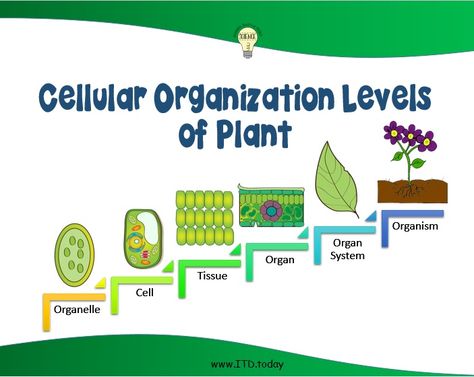 Cellular Organization Poster is available on TpT: https://www.teacherspayteachers.com/Product/Science-The-Levels-of-Cellular-Organization-Handouts-2160984 Levels Of Organization Biology, Plant Organization, Perm Styles, Levels Of Organization, Long Perm, Hairstyles For Thick Wavy Hair, Tissue Biology, Plants Table, Biomes Project