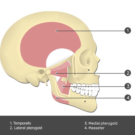 Pterygoid Muscle, Muscle Testing, Dental Student, Medical Anatomy, Robotics, Speech And Language, Muscles, Anatomy, Massage