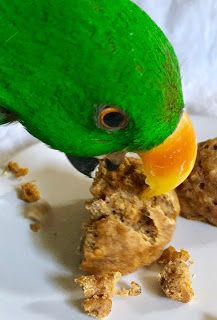 Sweet Potato Muffins [birdie bread] — Prego Dalliance Sanctuary Birdie Bread For Parrots, Bird Bread Recipes Parrot, Birdie Bread, Parrot Chop, Bird Bread, Parrot Treats, Cockatiel Care, Budgies Parrot, Parrot Diet