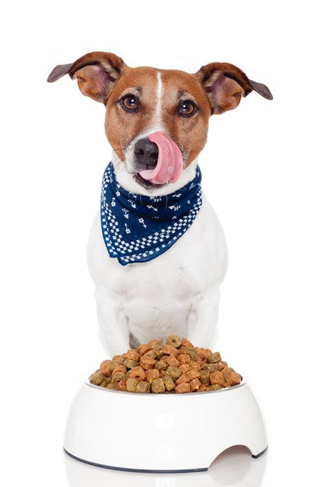 Your dog’s mood and well-being can be affected by diet - CPC Cares Pet Food Store, Food Photography Tips, Best Dog Food, Wet Dog Food, Dog Feeding, Dog Health, Food Store, Dog Supplies, Dog Food