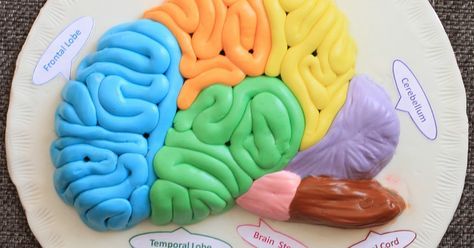 Model of Human Brain with Fondant, Fondant Brain, Cake Decoration, Halloween Cake Decoration Ideas, Structure of a Human Brain with Fondant, Human Brain for Science Project 3d Brain Project, Brain Cake, Brain Models, Cake Decoration Ideas, Halloween Cake Decorating, Brain Art, Halloween Cake, Decoration Halloween, Science Project